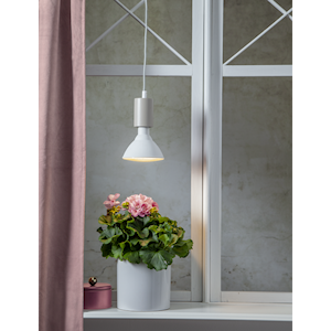 Växtlampa olivträd